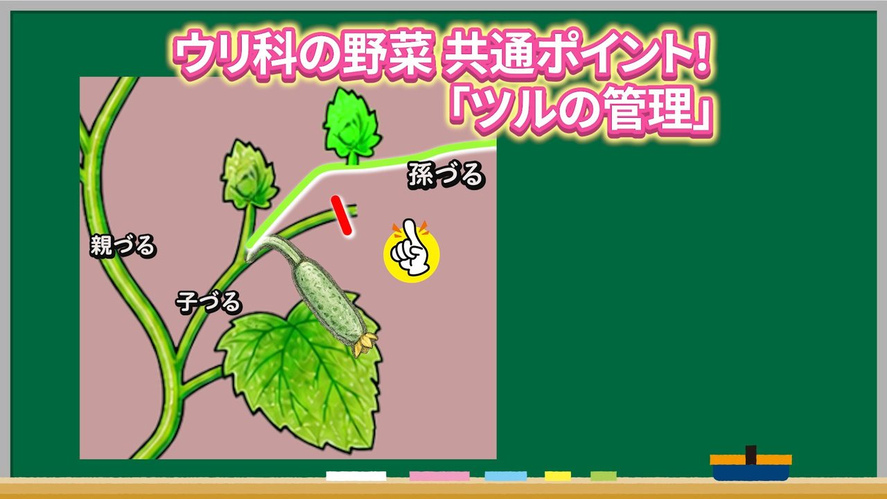ウリ科野菜の親づる・子づる・孫づるの違いを示した図解