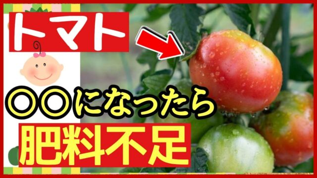 トマトの肥料不足サインを示すアイキャッチ画像