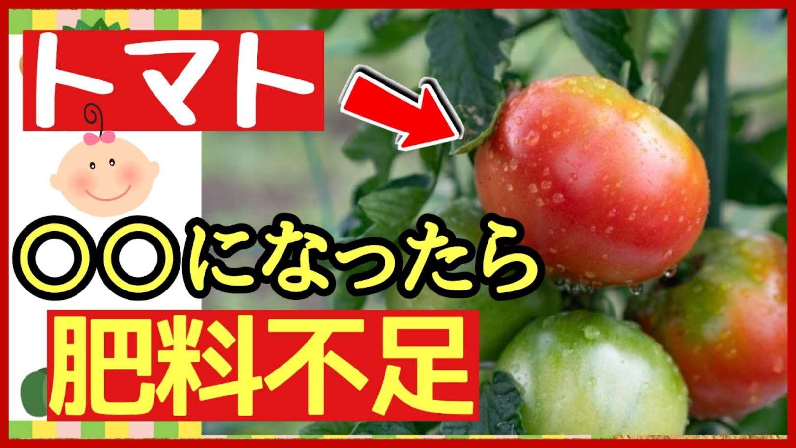 トマトの肥料不足サイン｜赤く色づく時期に見る3つの症状と真夏の追肥