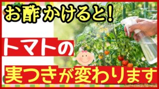 トマトにお酢スプレーを使う方法を紹介するアイキャッチ画像
