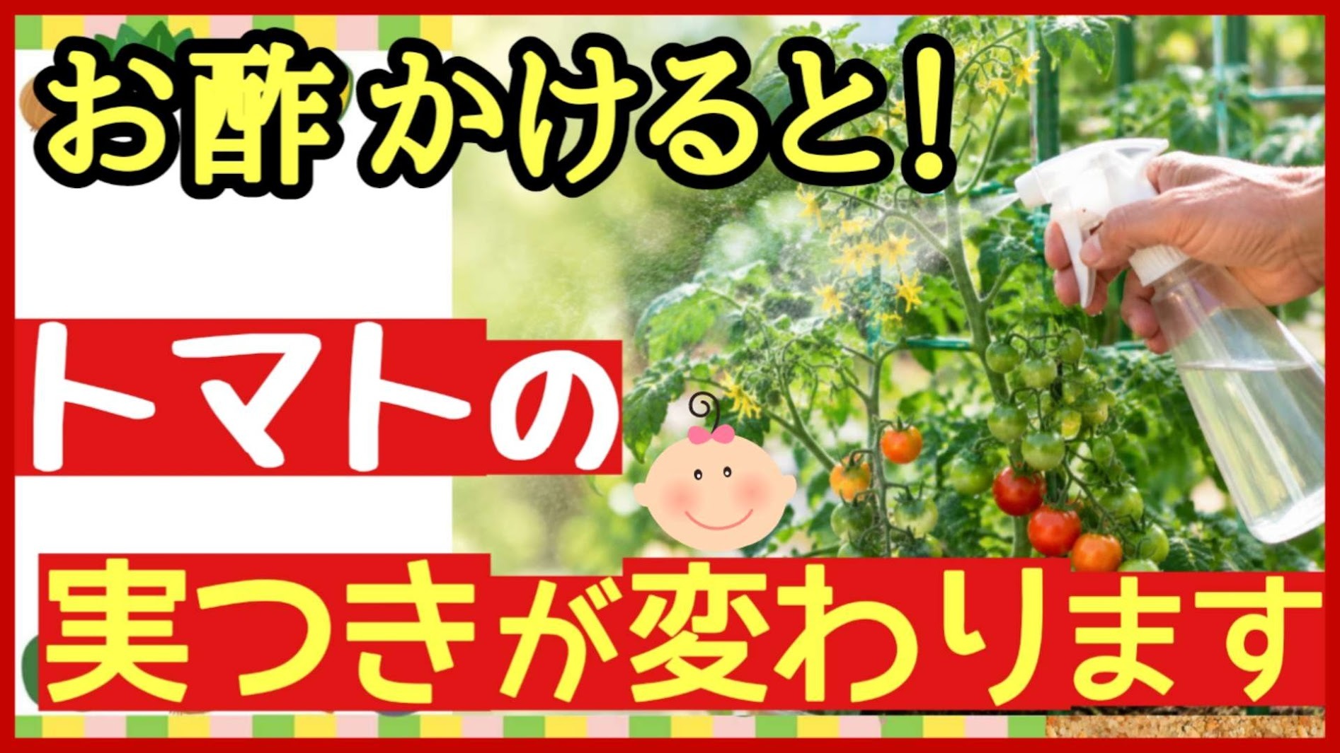 トマトにお酢スプレーを使う方法を紹介するアイキャッチ画像