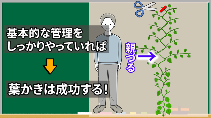 キュウリの摘芯後に葉かきと水やり追肥を確認する案内画像
