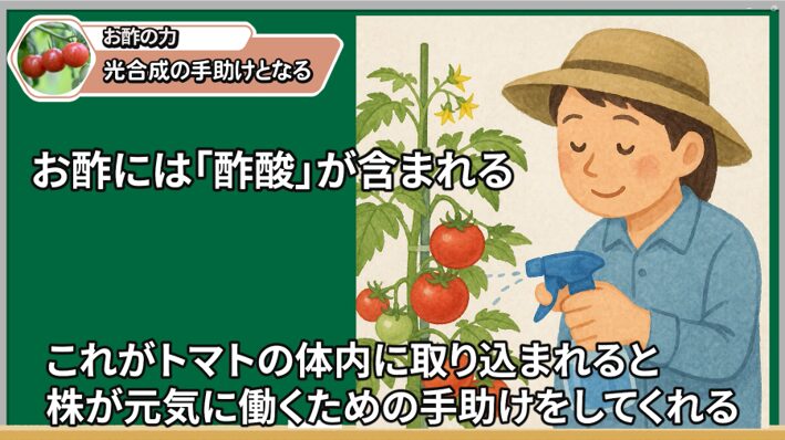 お酢スプレーで真夏の高温乾燥対策をする説明画像