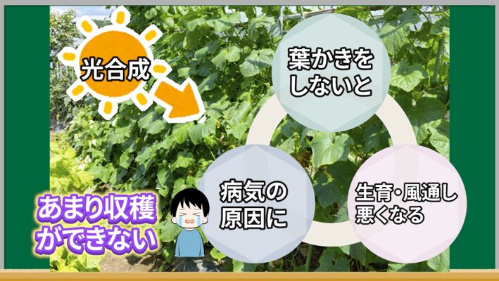 キュウリの葉が多すぎて株元に光が届きにくい状態の説明画像