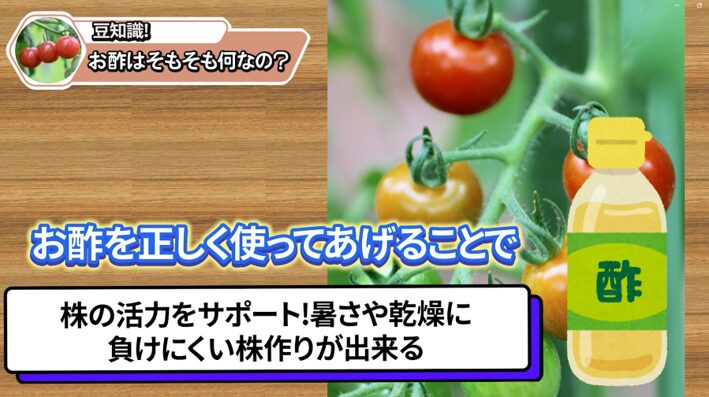 お酢の力をトマト栽培に活用する豆知識の説明画像