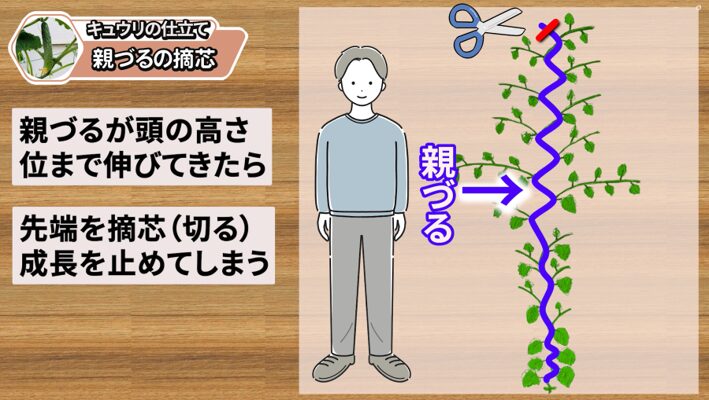 キュウリの親づる摘芯後に子づると孫づるを伸ばして収穫を続ける流れ