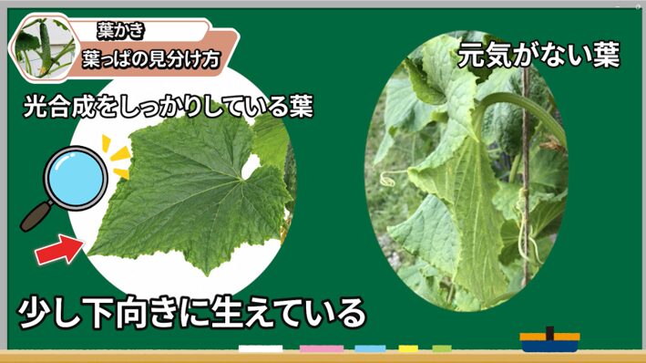 キュウリの葉かきで残す葉と取る葉を葉の向きで見分ける画像