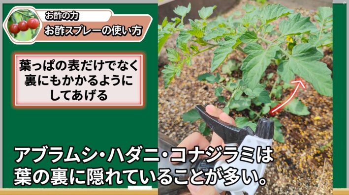 お酢と卵の殻を組み合わせてトマト栽培に使う説明画像
