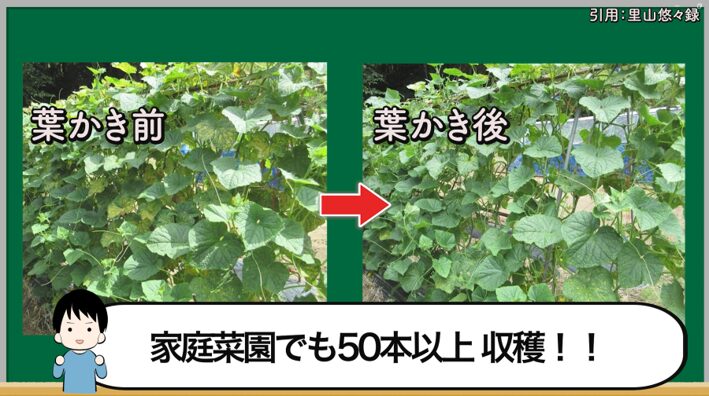 キュウリの子づると孫づるを育てて収穫を続けるイメージ