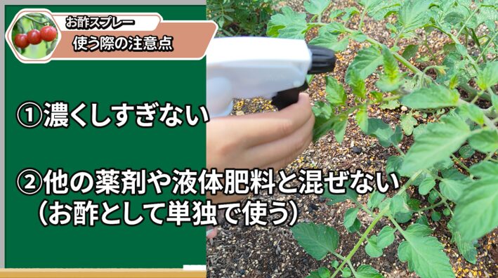トマトにお酢スプレーを使う記事のまとめ画像