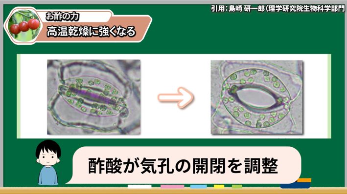 お酢のにおいでトマトの害虫対策をする説明画像