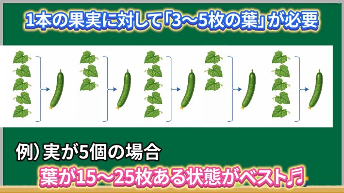 キュウリの実1本に対して葉3枚から5枚を目安に残す説明画像
