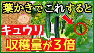 キュウリの葉かきで収穫量を増やすアイキャッチ画像