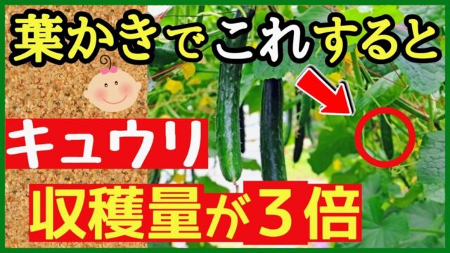キュウリの葉かきで収穫量を増やすアイキャッチ画像