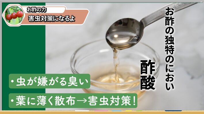 トマト用のお酢スプレーの作り方を説明する画像