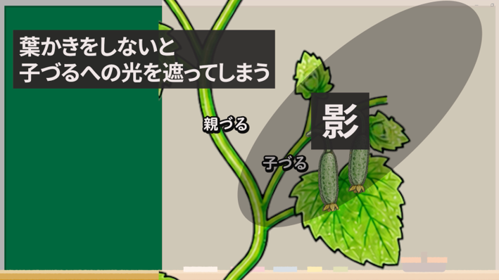 キュウリの親づる摘芯後に子づるへ光を当てる葉かきの考え方