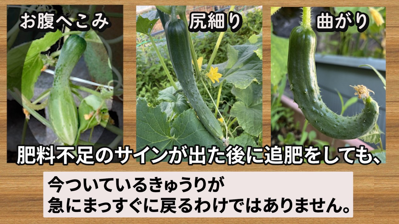 追肥後は今の実ではなく次の葉や実を見る説明場面