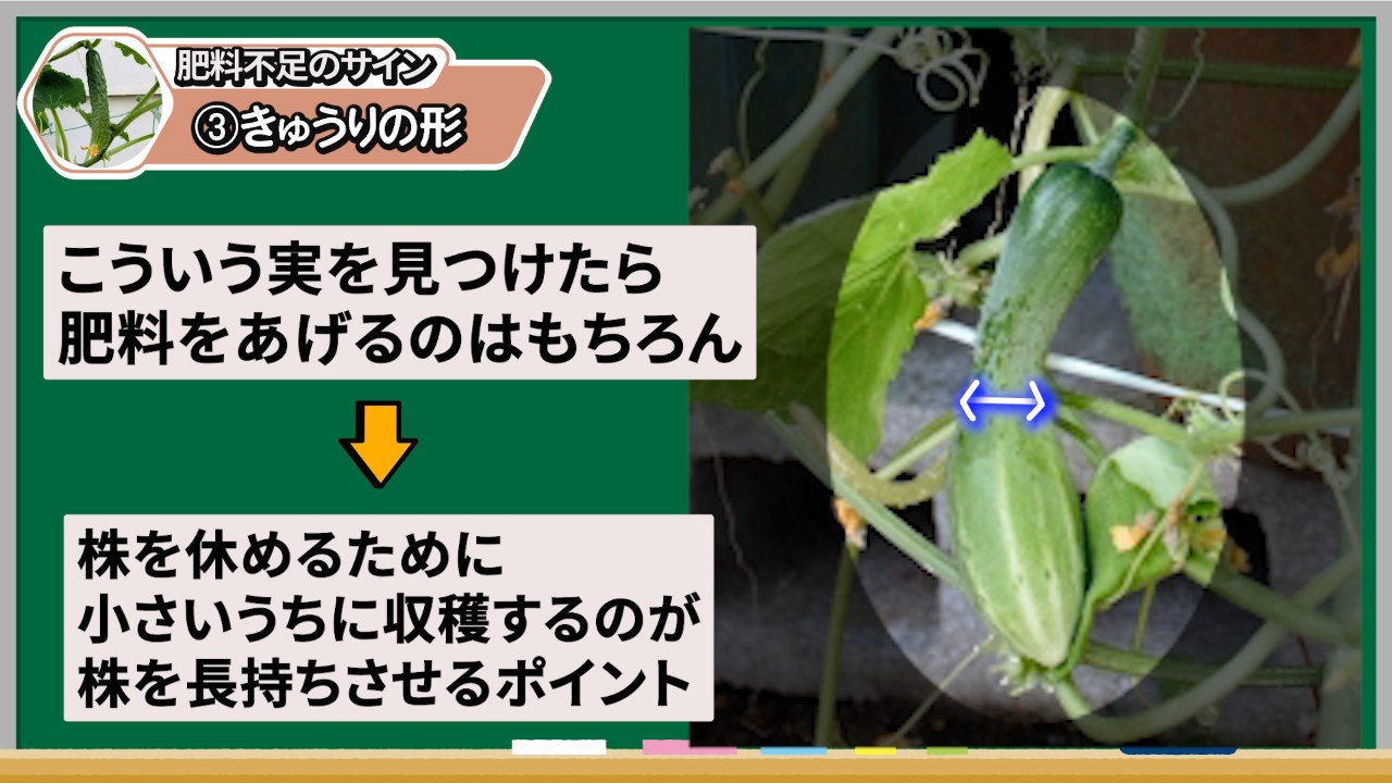 真ん中が細くなった肥料不足サインのキュウリ