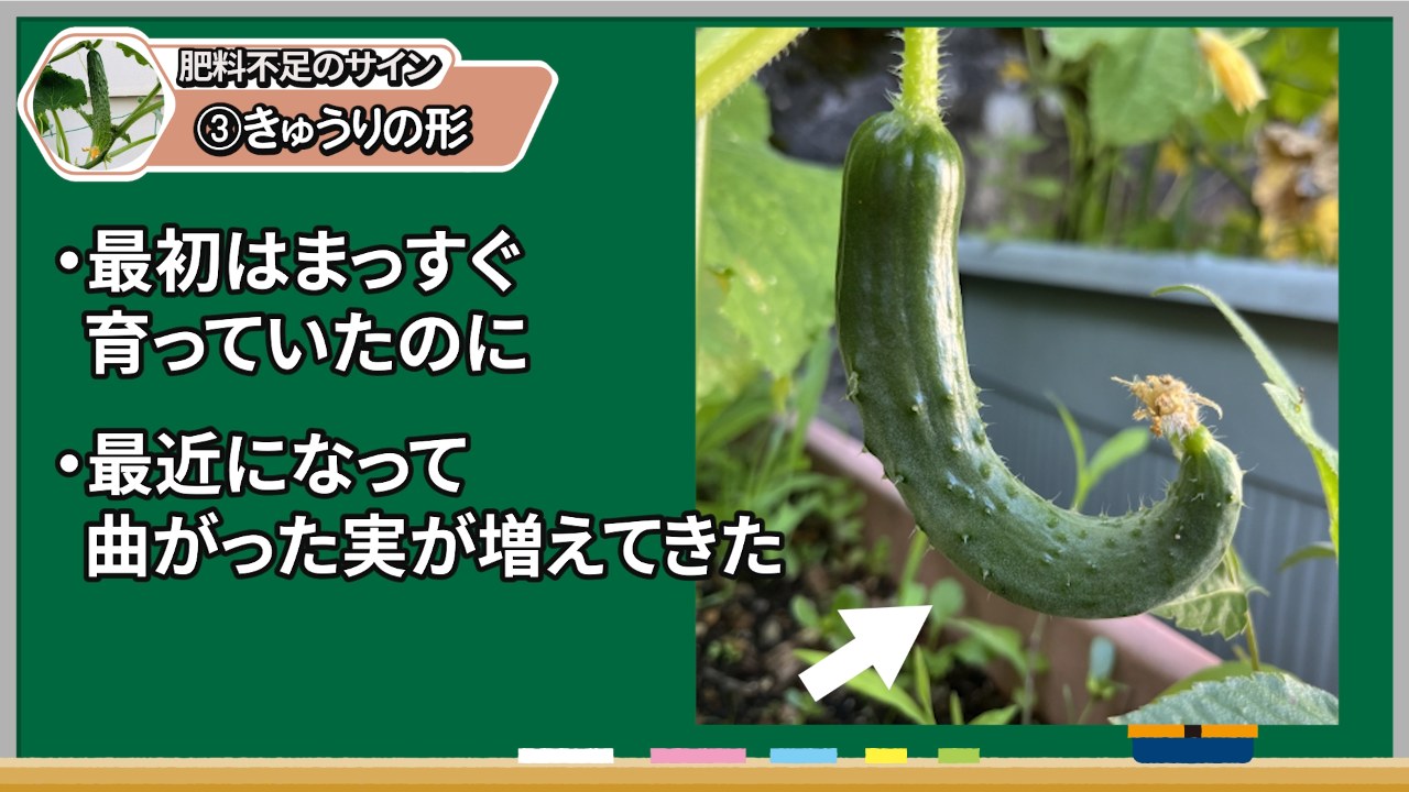曲がったキュウリだけで追肥と決めない注意場面