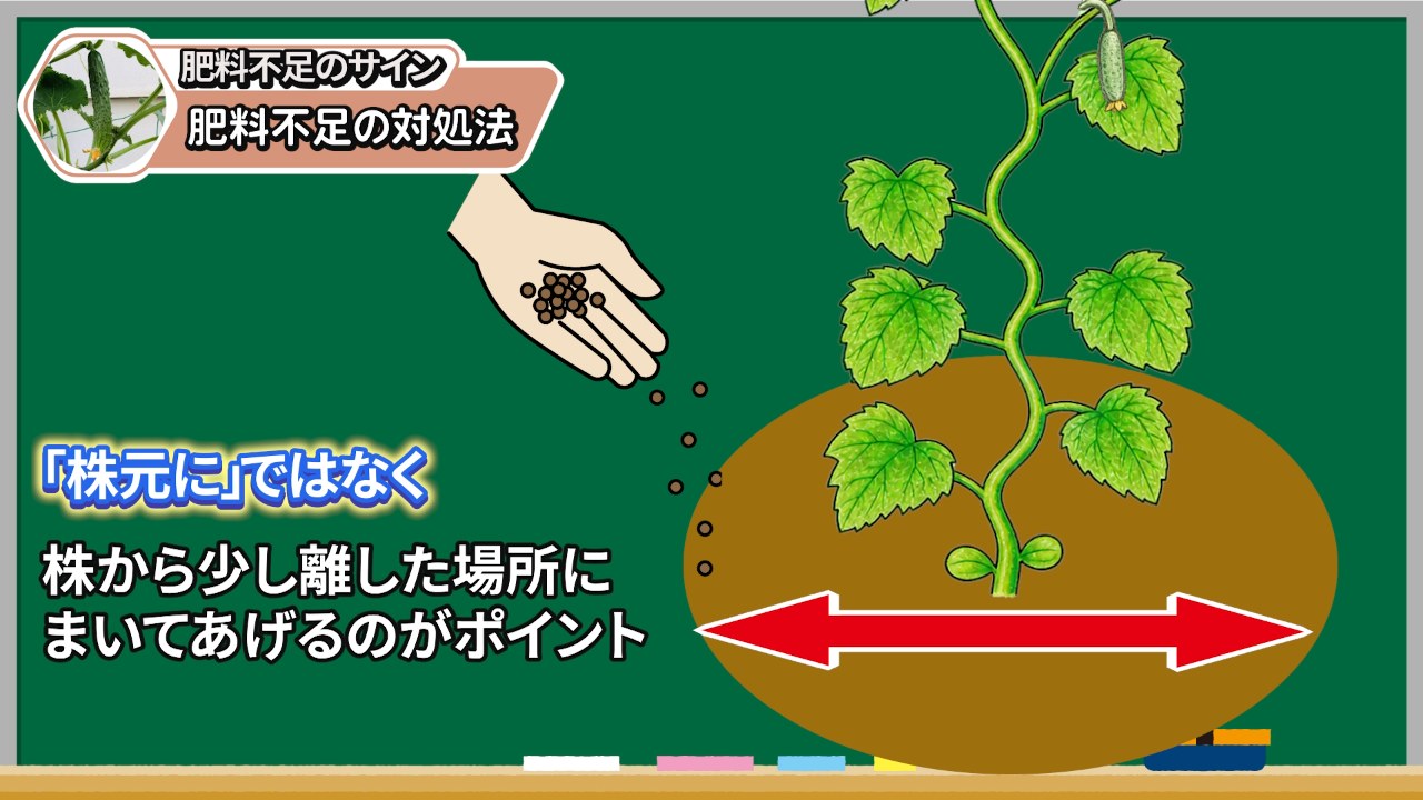 キュウリの追肥は株元から少し離してまく図解