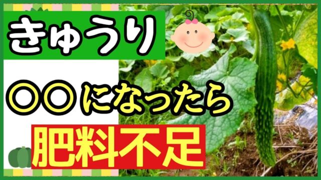 キュウリの肥料不足サインを説明するアイキャッチ画像