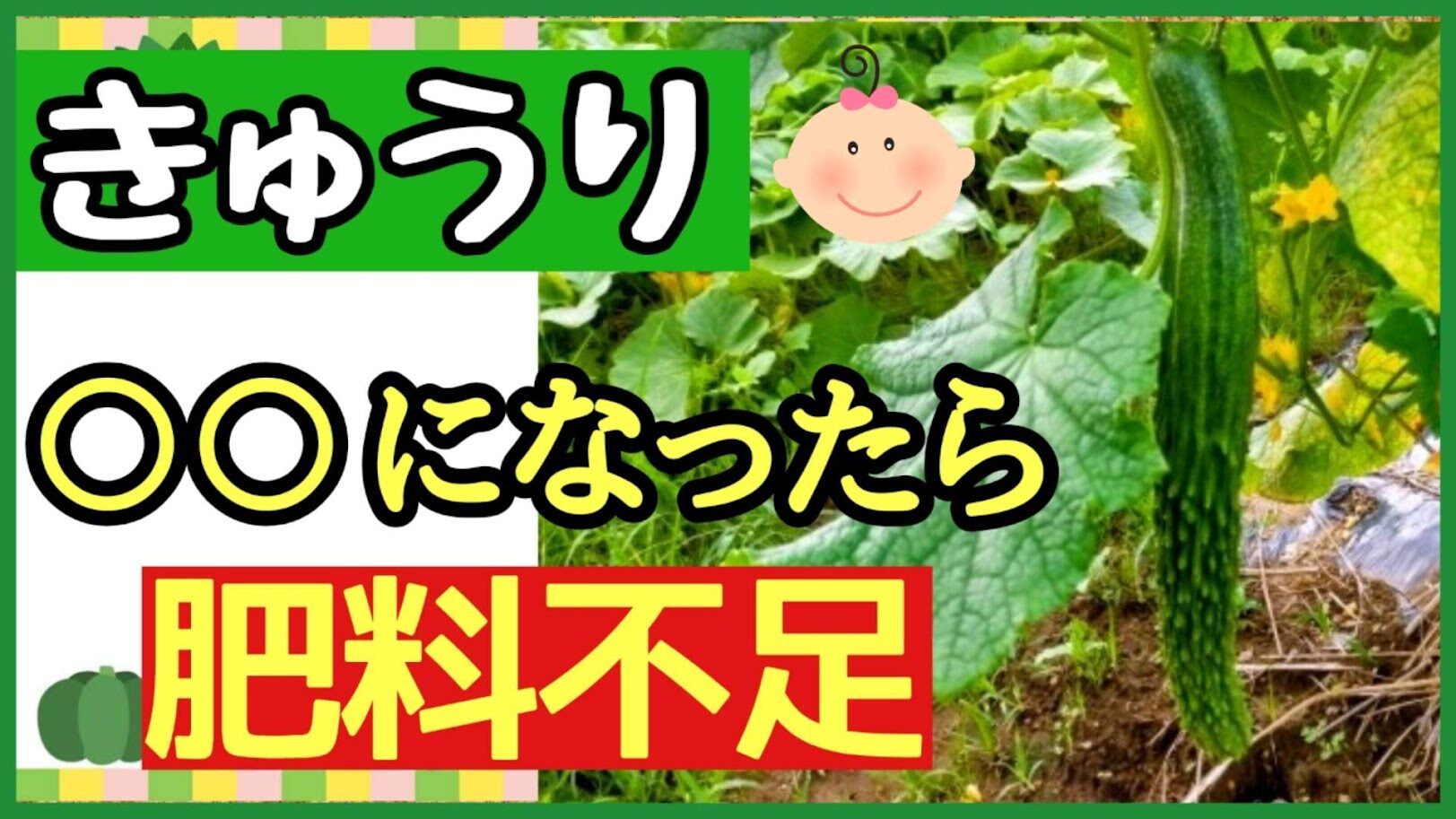 キュウリの肥料不足サインを説明するアイキャッチ画像