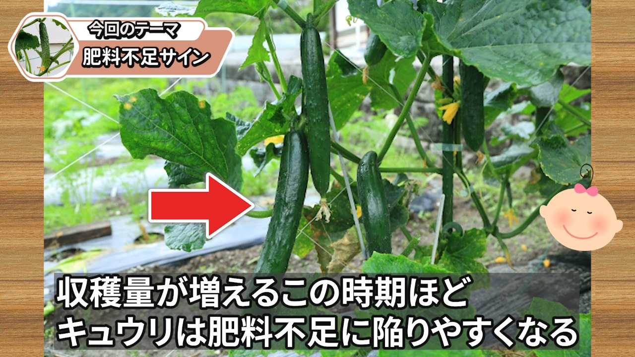 7月以降にキュウリが肥料不足になりやすいことを説明する動画場面