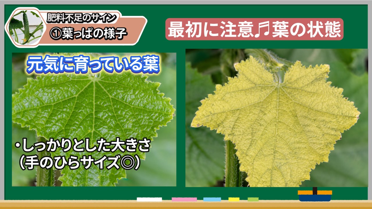 元気なキュウリの葉と肥料不足ぎみの葉を比較した図