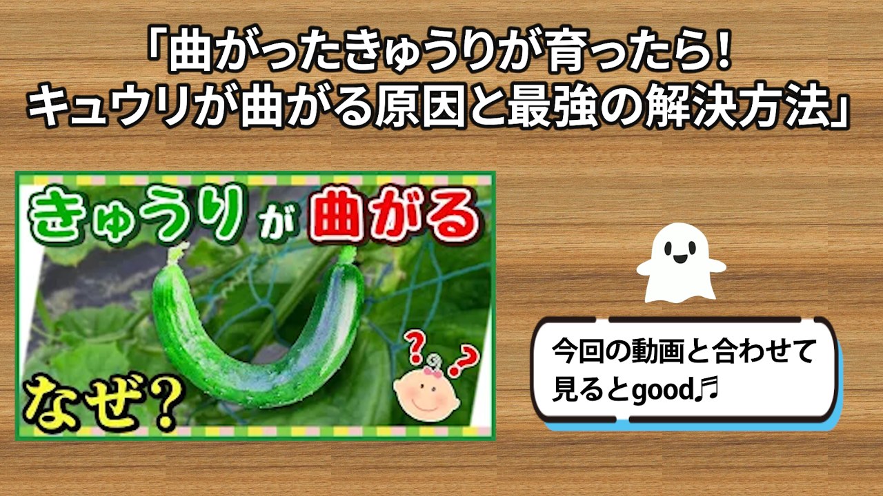 曲がったキュウリの原因を解説する関連動画の案内場面