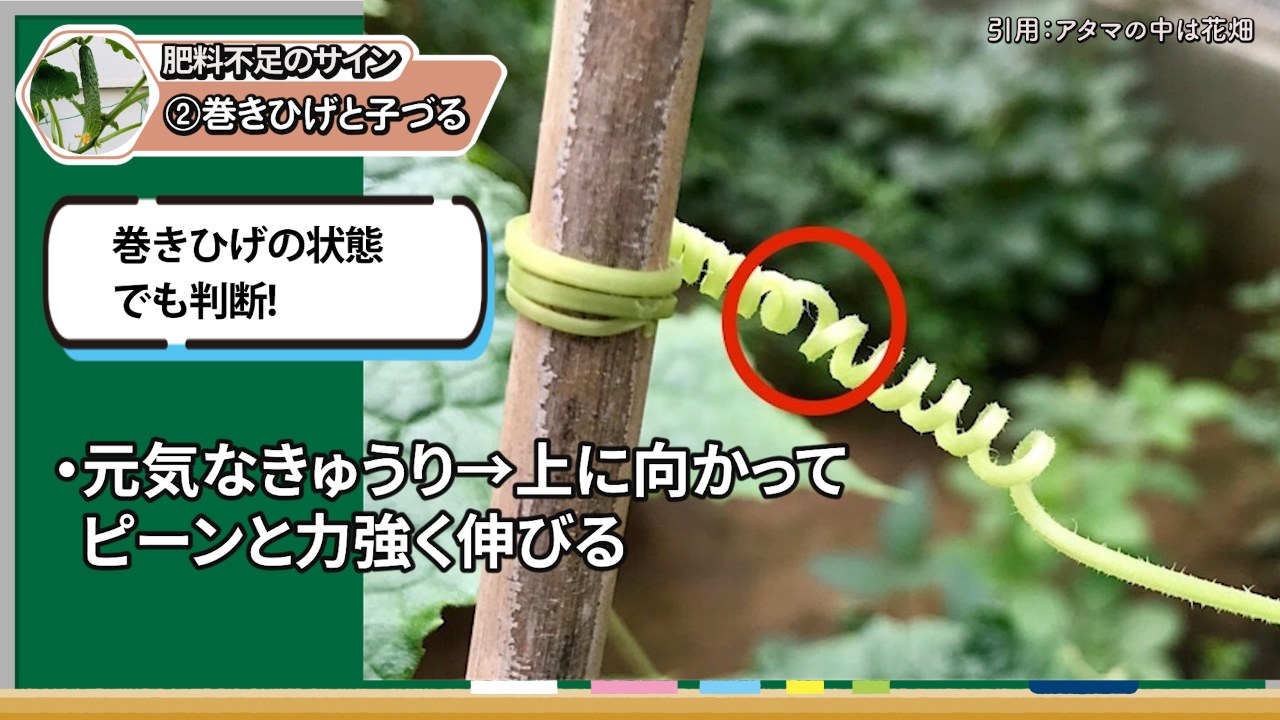 元気なキュウリの巻きひげが上向きに伸びる様子