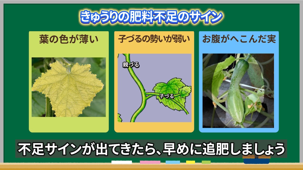 キュウリの肥料不足サイン3つをまとめた図