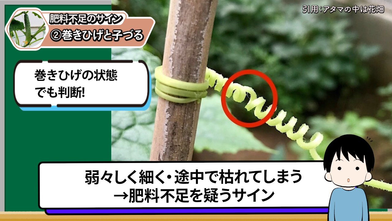 弱く細い巻きひげから肥料不足を疑う動画場面