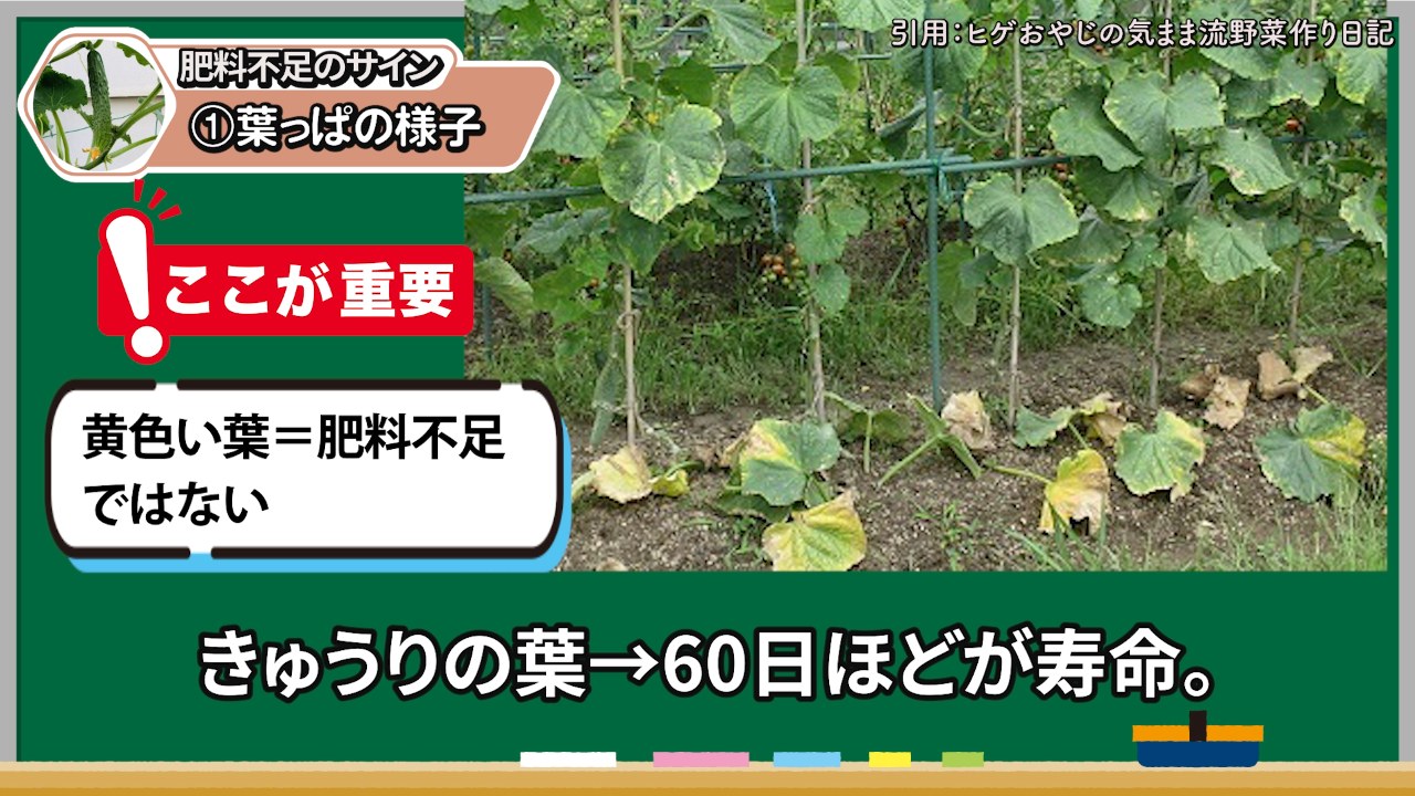 黄色いキュウリの葉だけで肥料不足と判断しない注意図