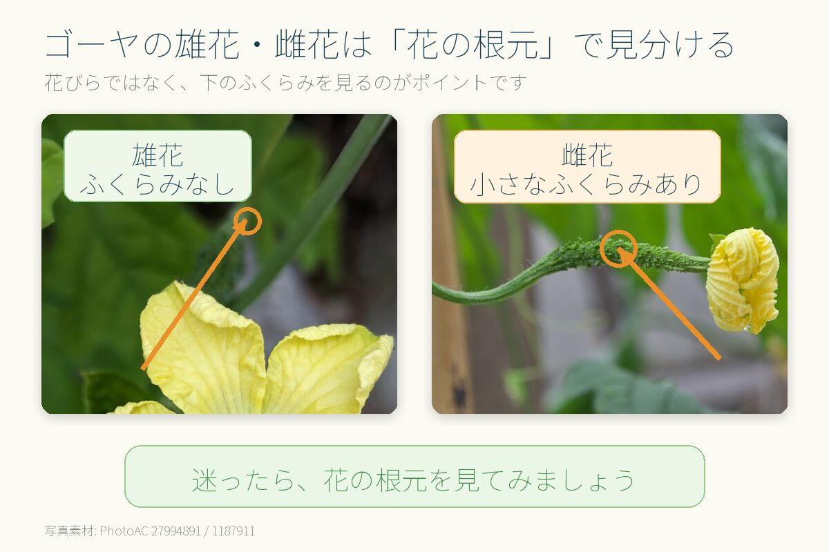 ゴーヤの雄花と雌花の見分け方。花の根元のふくらみの有無を比較