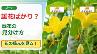 ゴーヤが雄花ばかりの時に雄花と雌花を花の根元で見分けるアイキャッチ画像