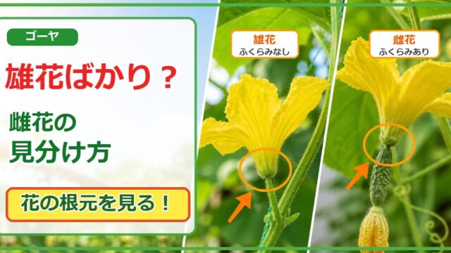 ゴーヤが雄花ばかりの時に雄花と雌花を花の根元で見分けるアイキャッチ画像