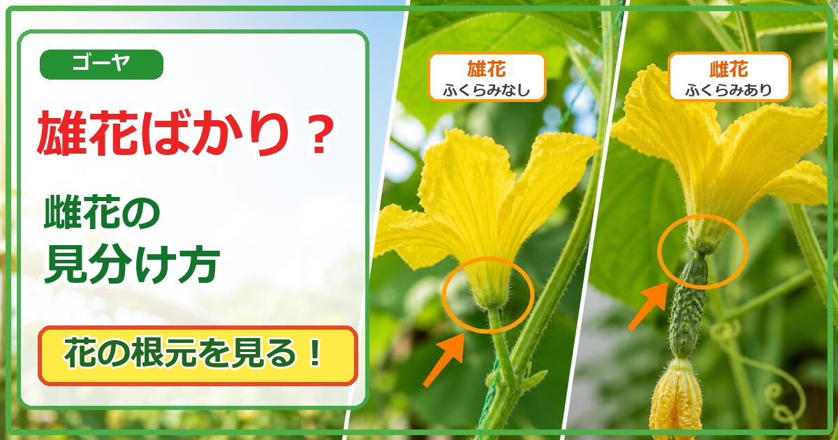 ゴーヤが雄花ばかりの時に雄花と雌花を花の根元で見分けるアイキャッチ画像