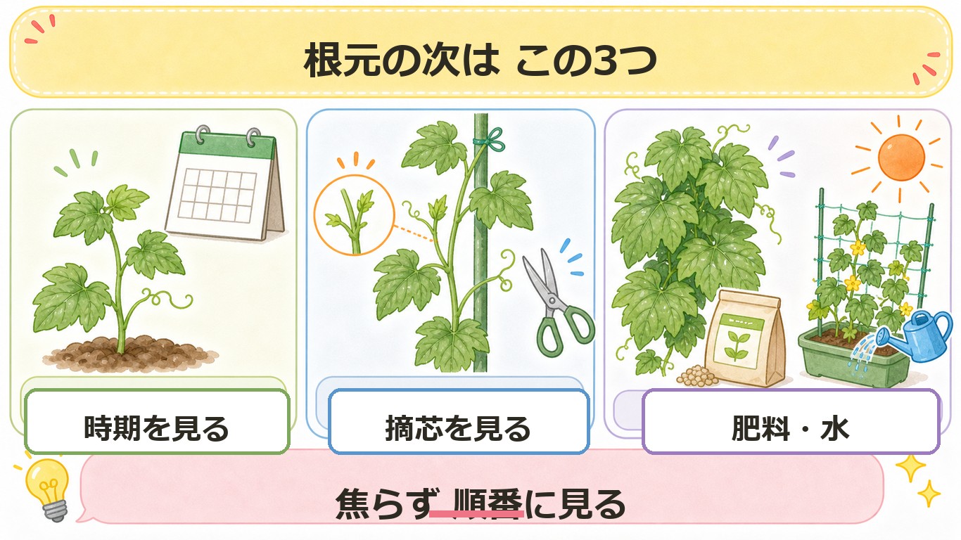 ゴーヤの雌花が見つからない時に次に見る時期、摘芯、肥料と水の確認ポイントの図解