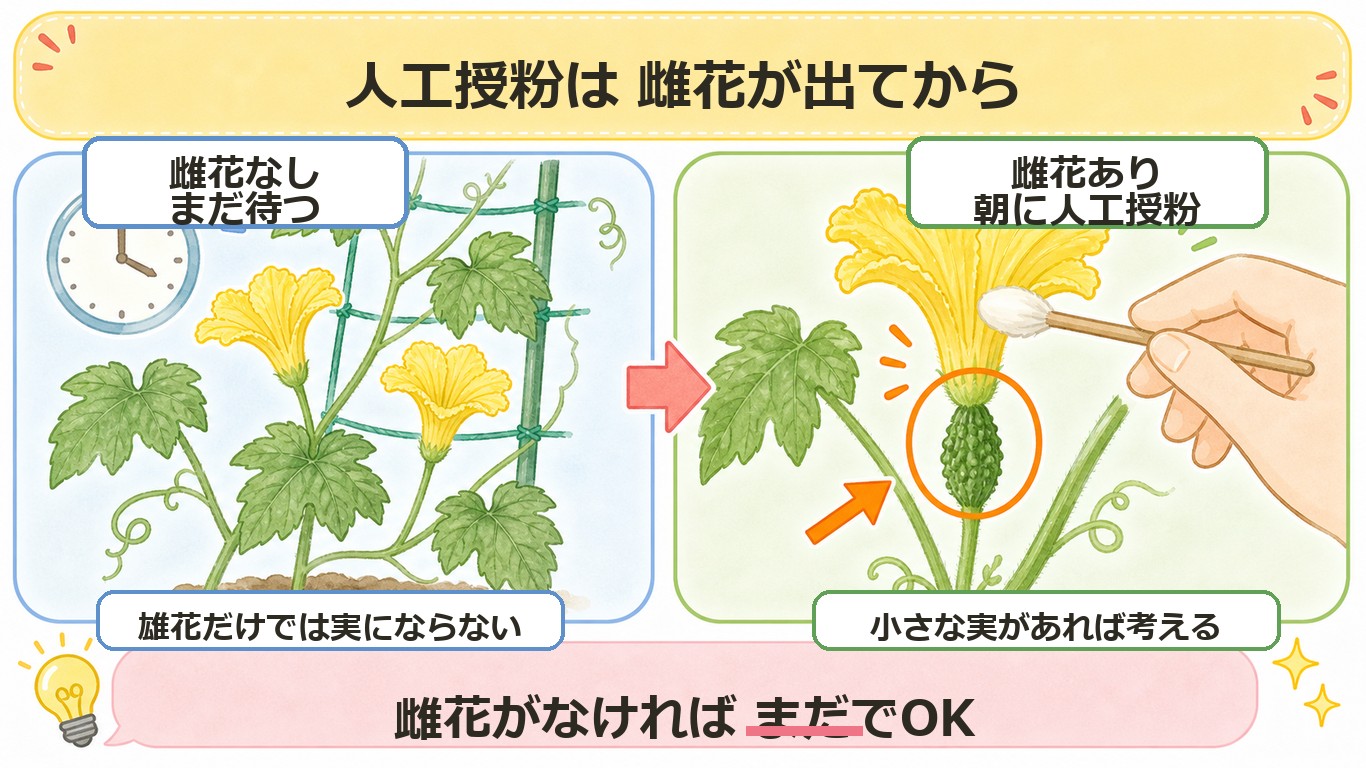 ゴーヤの人工授粉は雌花が出てから行うことを示す図解。雌花なしなら待つ、雌花ありなら朝に人工授粉