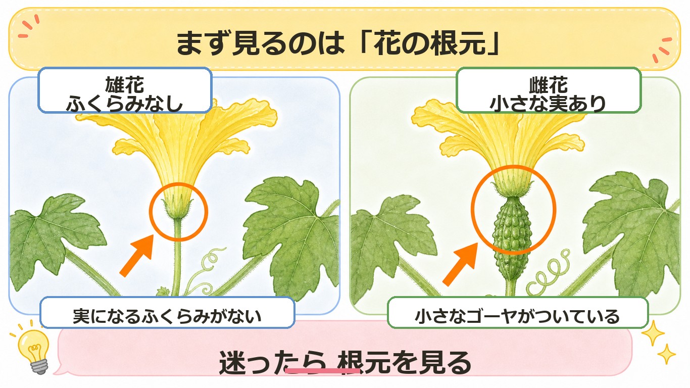 ゴーヤの雄花と雌花を花の根元で見分ける図解。雄花はふくらみなし、雌花は小さな実あり