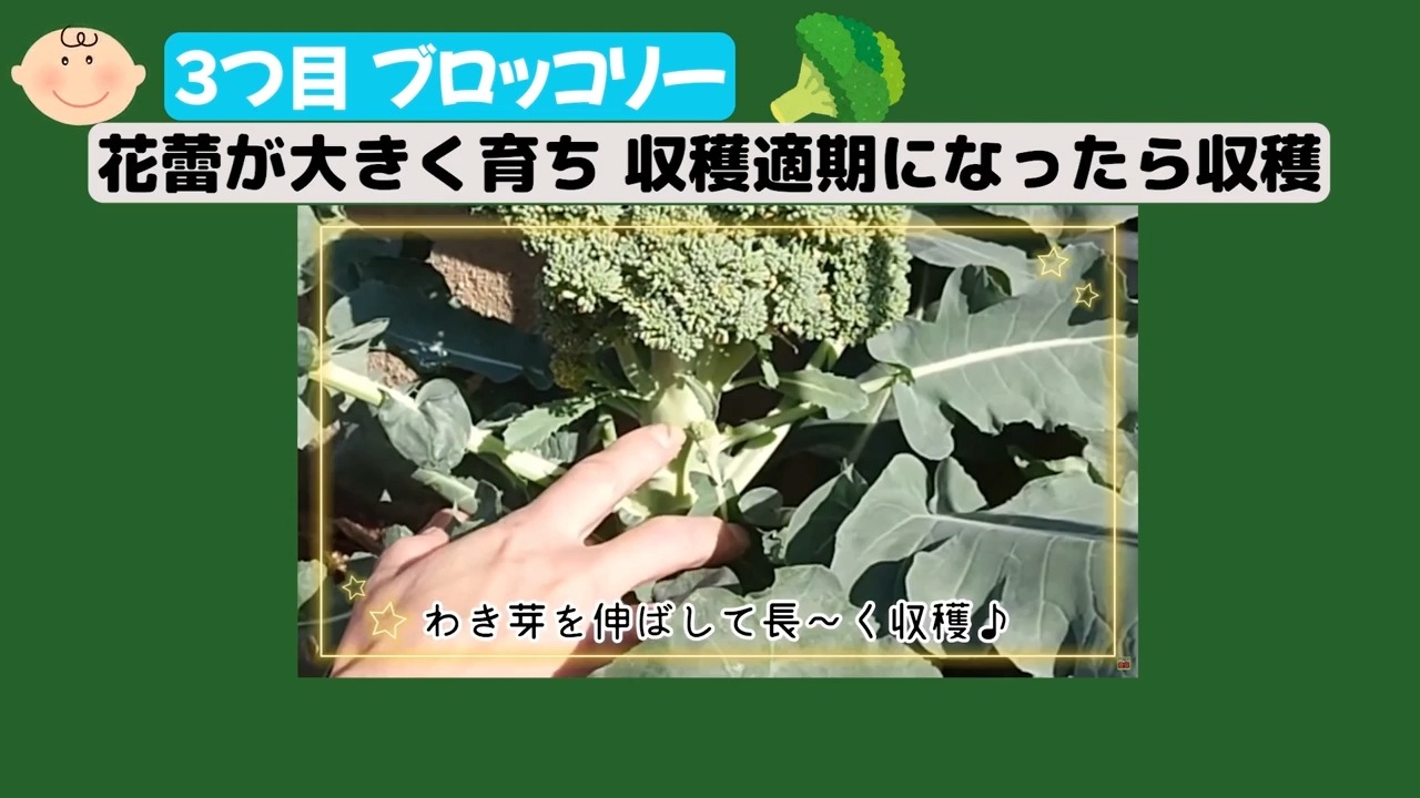 ブロッコリーの花蕾が大きく育ち収穫適期になった場面