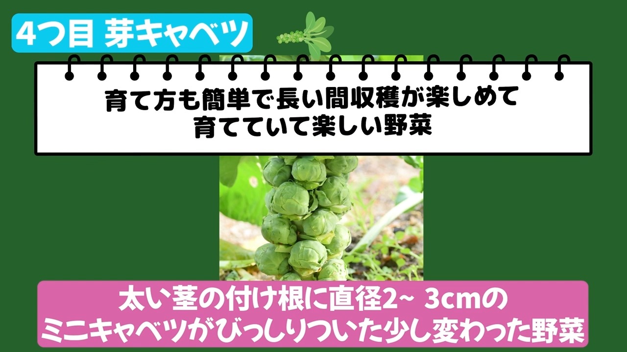 芽キャベツの芽球が茎についた様子を説明する動画画像