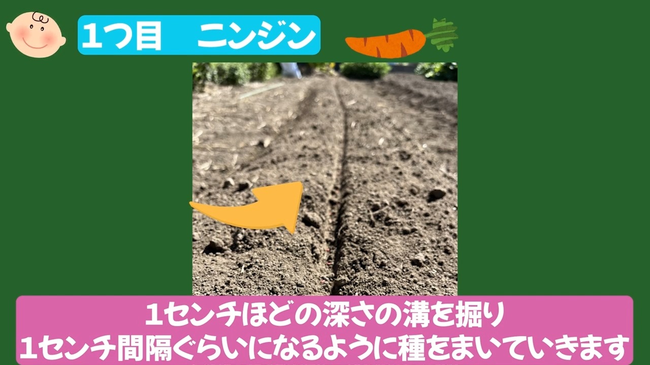 ニンジンの種まきで1センチほどの浅い溝を作る場面