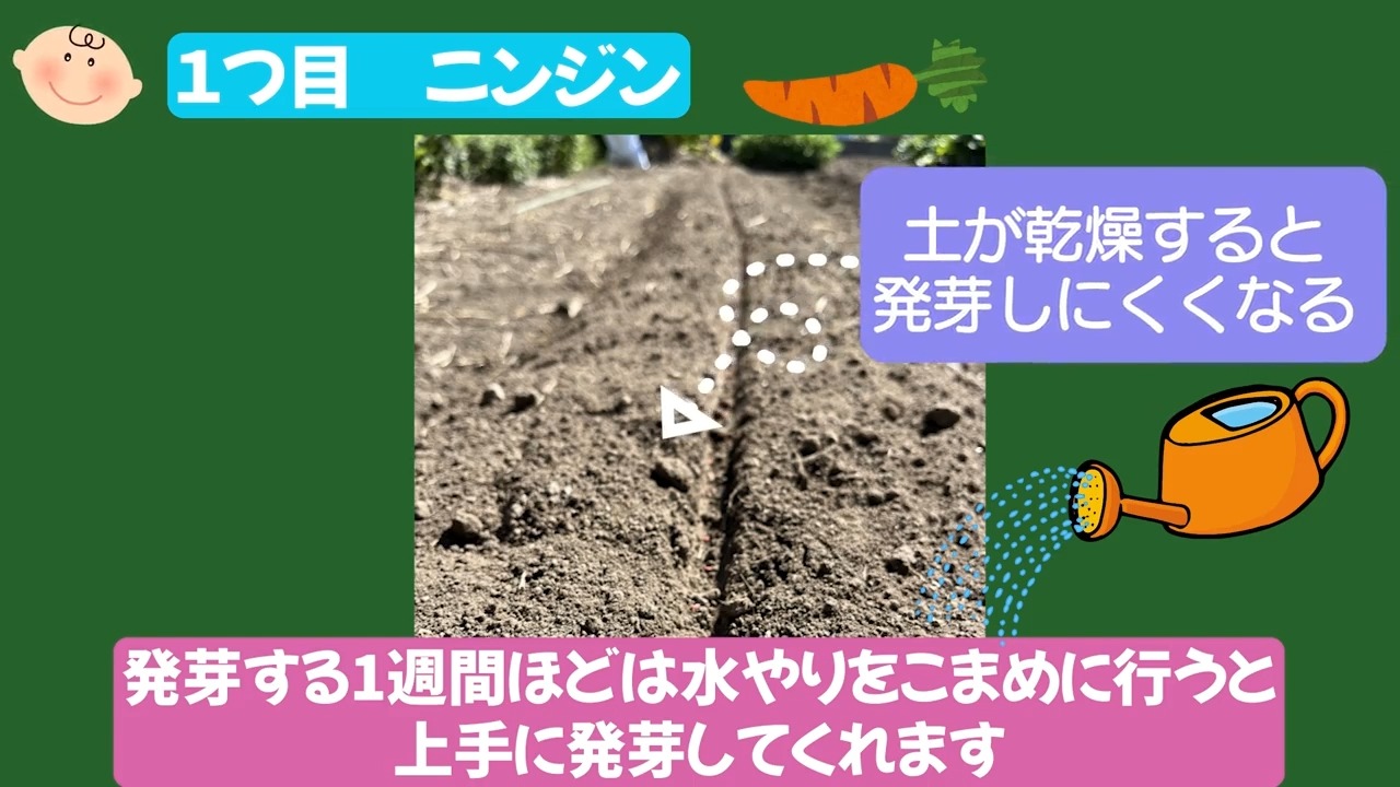 ニンジンの種まき後に発芽まで水やりをこまめに行う説明画像