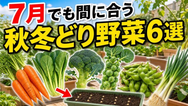 7月でも間に合う秋冬どり野菜6選。ニンジン、小松菜、ブロッコリー、芽キャベツ、エダマメ、葉ネギを紹介するアイキャッチ画像