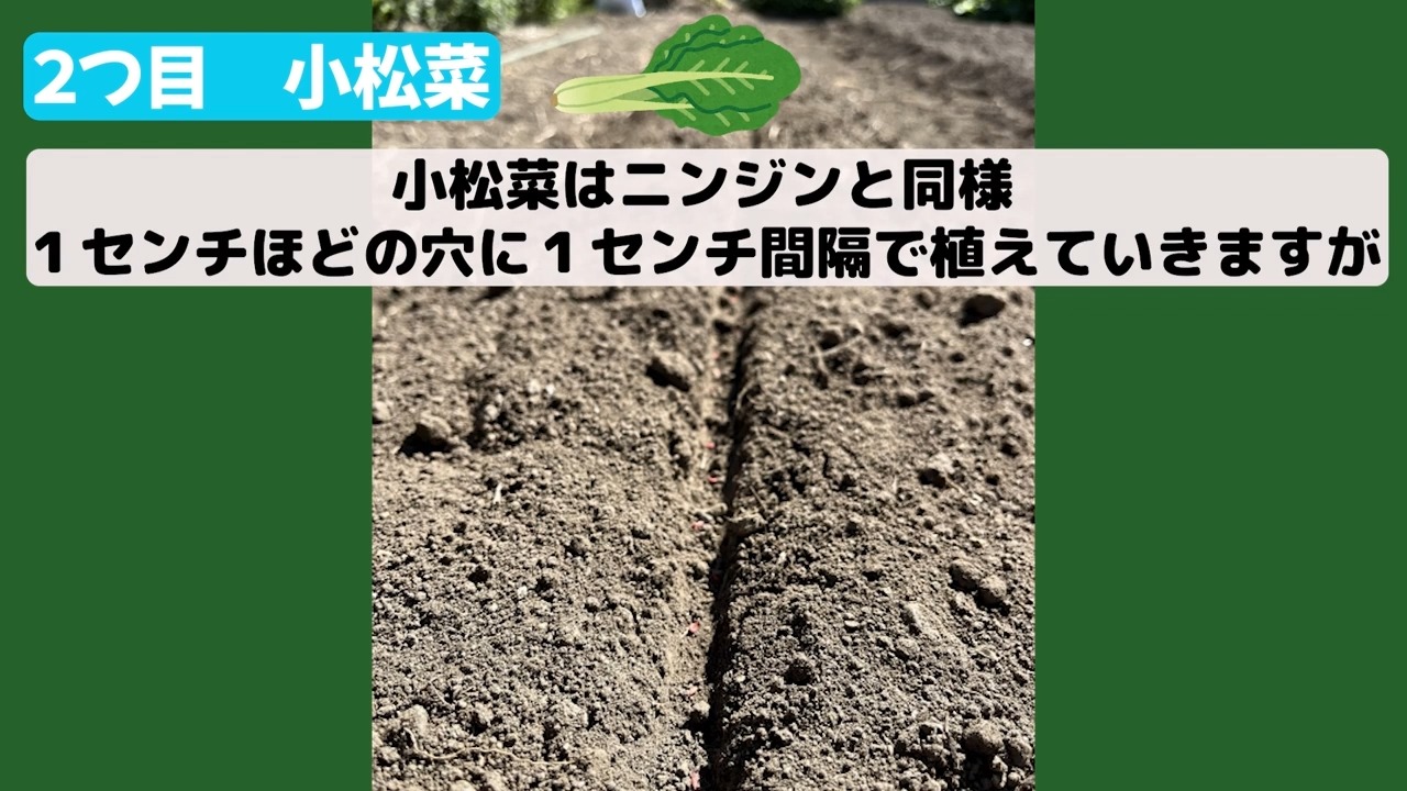 小松菜の種を1センチ間隔でまく説明画像