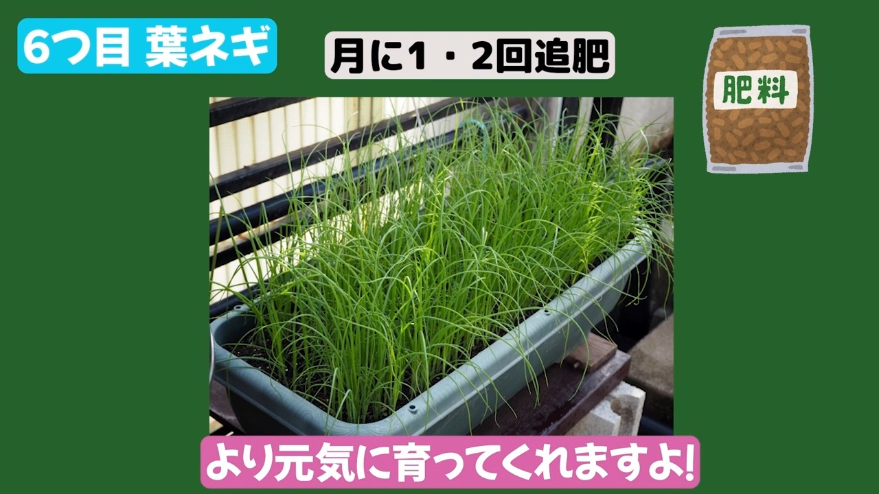 プランターで育った葉ネギを紹介する動画画像