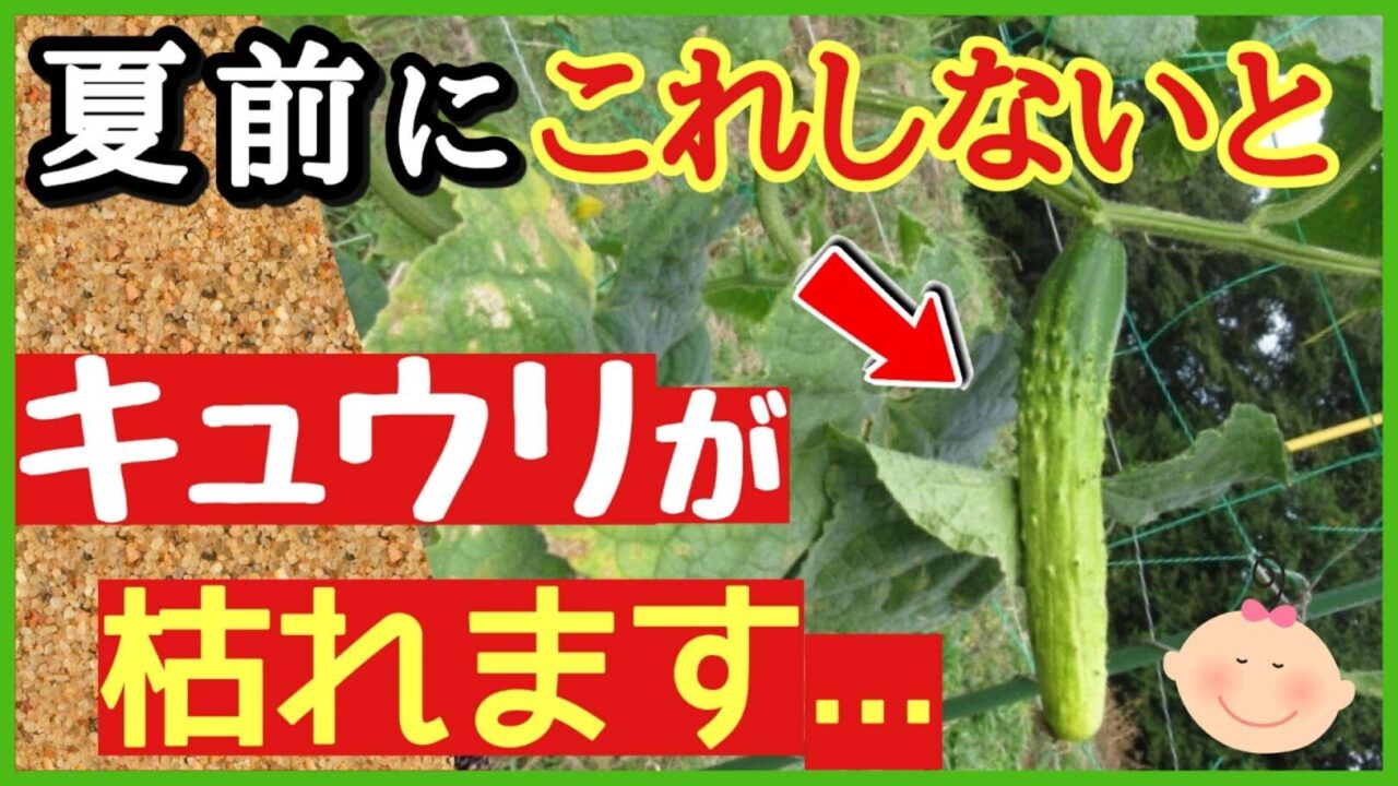 【緊急】夏前にコレをしないときゅうりが一気に枯れます!猛暑対策と病気予防の最強管理法【家庭菜園】