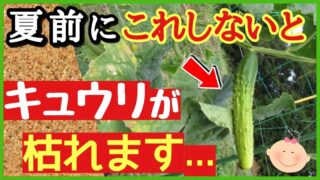 【緊急】夏前にコレをしないときゅうりが一気に枯れます！猛暑対策と病気予防の最強管理法【家庭菜園】