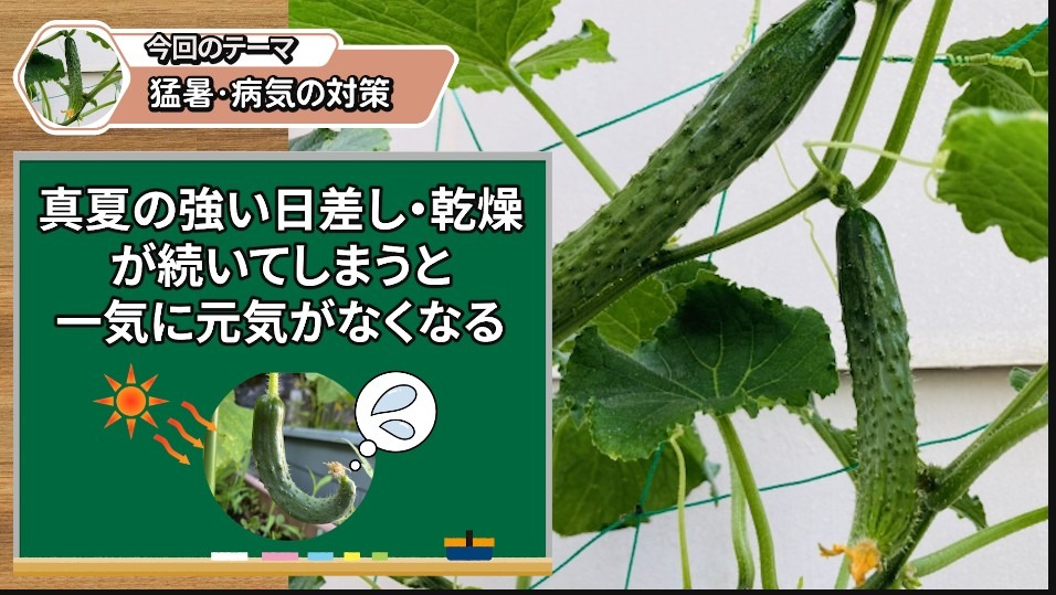 暑さと乾燥でキュウリの根が弱る理由